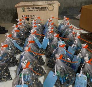 Pemprov Bengkulu Ingatkan Petani Bahaya Beli Benih Sawit di Toko Online