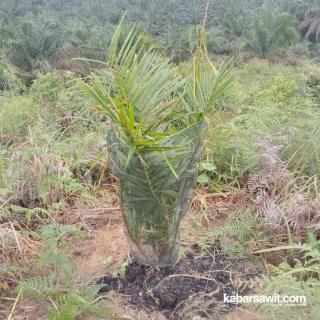 Tingkatkan Produksi Lewat Kotoran Sapi