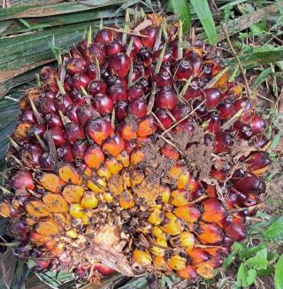 Pabrik di Bengkulu Lebih Tergiur Buah Sawit Jenis Tenera, Ini Alasannya 