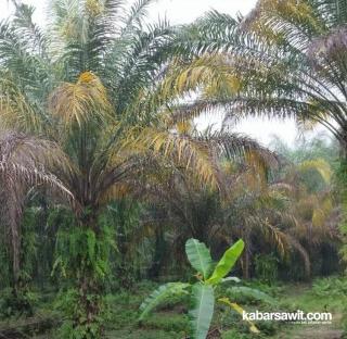 Perubahan Warna Daun Sawit Ganggu Produktivitas 