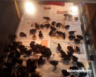 Tambah Penghasilan, Petani Sawit di Bengkulu Budidaya Ayam Kampung