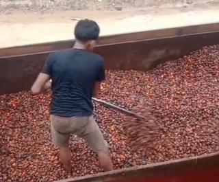 Harga Brondolan Sawit di Daerah Ini Tembus Rp4.000 per Kilo