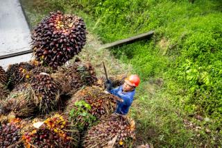 Sekda Bengkulu Himbau Petani Sawit Lakukan Hal Ini Untuk Tingkatkan Hasil Produksi