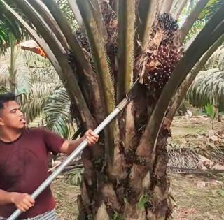 BPOM Ingatkan Petani Sawit di Bengkulu Bahaya Konsumsi Obat Kuat Tradisional