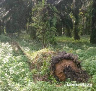 Petani di Bengkulu Selatan Keluhkan Serangan Penyakit Akar Sawit 