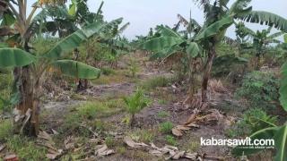 Pengen Lahan Kebun Sawit Subur Tanpa Pupuk, Tanam Pisang! 