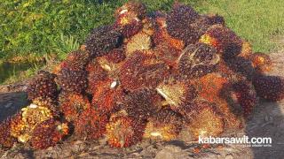 Harga Sawit di Kalbar Naik Jadi Rp2.248,15/Kg