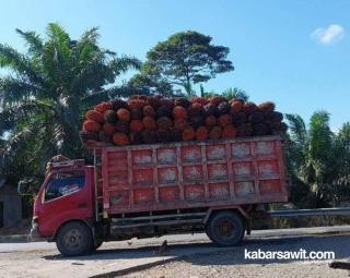 Truk Sawit Bikin Pemprov Bengkulu 