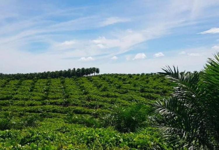 Tahun Ini Kalteng Targetkan PSR 2.250 Hektar