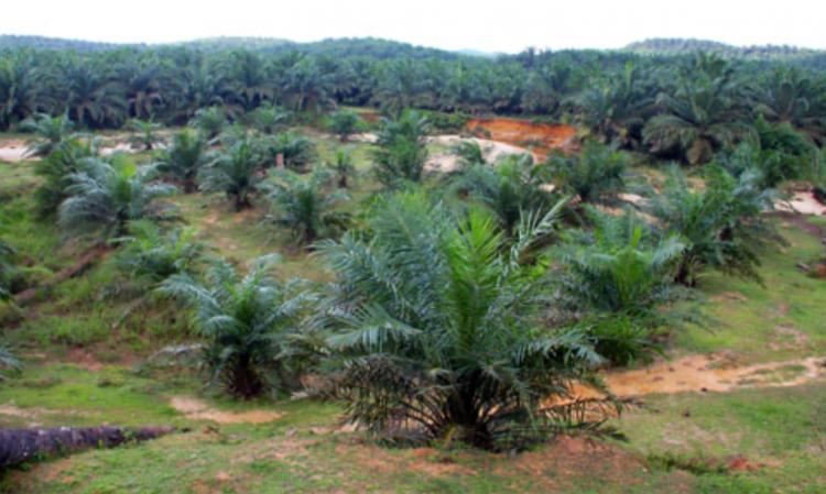 Kabar Gembira! Harga TBS Sawit Sumbar Mencapai Rp 2.501,92/kg