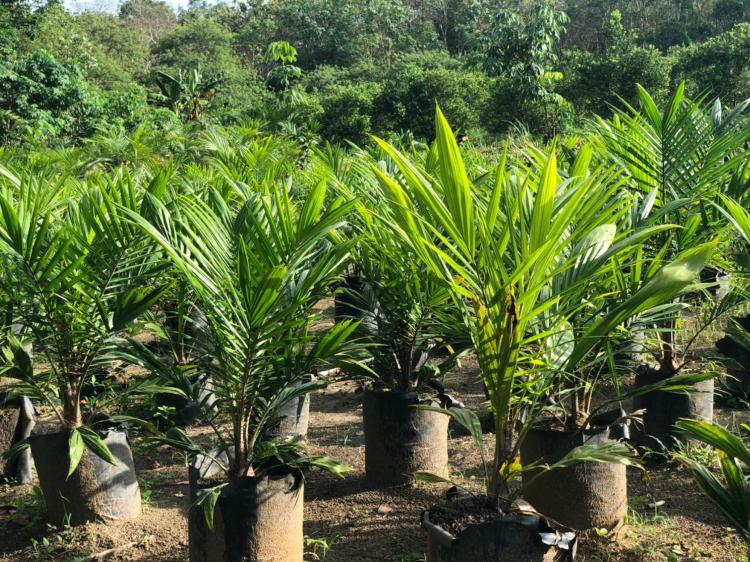 Bibit Sawit Varietas Simalungun Paling Dicari Petani Sawit, Ternyata ini Keunggulannya