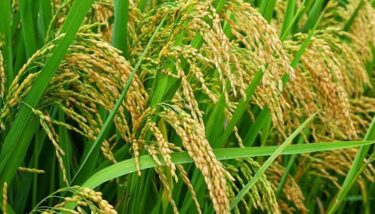 Sebut Padi Lebih Menguntungkan dari Sawit, Plt TPHP Minta Petani Hentikan Konversi