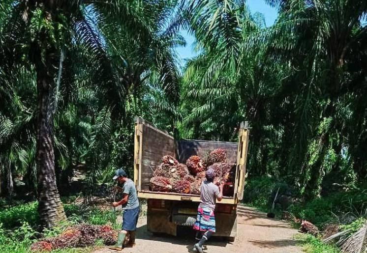 APKS : Petani Sawit Masih Banyak yang Miskin, Ubah Dana BPDPKS Jadi BLT