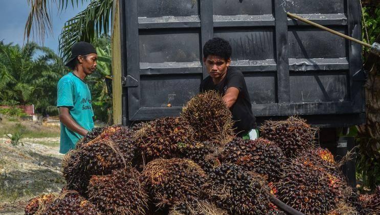 Tak Kebagian Pupuk Subsidi, Petani Sawit Ancam Beralih ke Tanaman Lain