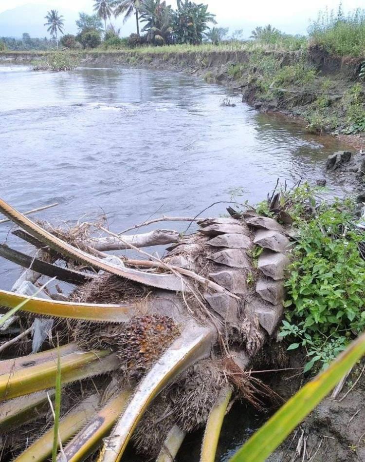 Kebun Sawit Bengkulu Rusak Akibat Abrasi, DPRD : Pemerintah Harus Tindak Cepat