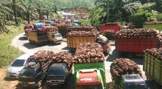 SPBU Khusus Angkutan Sawit dan CPO Mesti Ada di Bengkulu