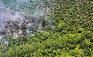 Aktivis Lingkungan Sebut Sawit Merusak Lingkungan. Rosmala : Jika Menemukan Perambah Laporkan ke Polisi!