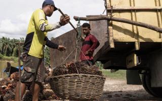 Harga TBS di 8 Kabupaten di Sumut, Kompak Turun