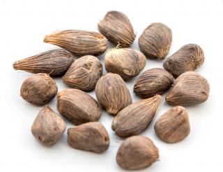 Jepang dan Thailand Berlomba Menangkan 100 Ribu Ton Cangkang Sawit Bengkulu, Ini Pemenangnya