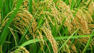 Sebut Padi Lebih Menguntungkan dari Sawit, Plt TPHP Minta Petani Hentikan Konversi