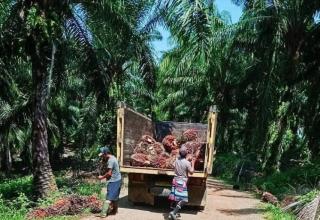 APKS : Petani Sawit Masih Banyak yang Miskin, Ubah Dana BPDPKS Jadi BLT