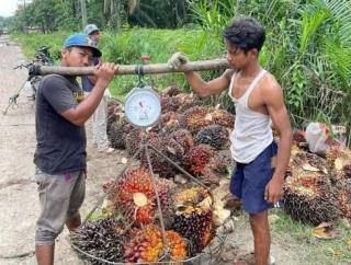 Akhirnya Harga TBS Sawit Kalbar Kembali Naik, Berikut Daftarnya
