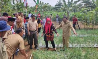 Desa ini Berhasil Panen 5 Ton Bawang Merah, Bupati Bengkulu Utara Ajak Petani Sawit Tambah Komoditas