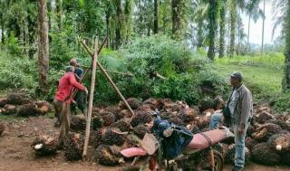 Cari Kerja di Sawit Tak Sulit Kalau Memang Niat