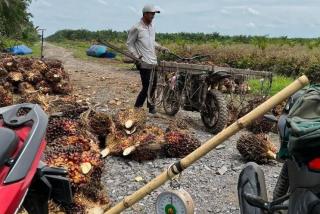 Harga Sawit Tiba-Tiba Naik, Petani Sawit Diminta Atur Manajemen Resiko