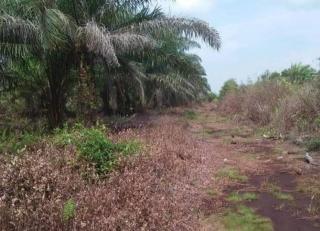 Langkah ini Bisa Selamatkan Petani Sawit dari El Nino