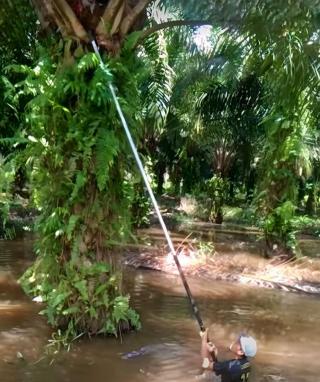 Kebun Sawitnya Kebanjiran Tapi Sapuan Tetap Panen