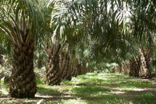 Perkembangan Mutakhir Industri Sawit Indonesia : Minyak Sawit Minimalisir Trade-off Food-Fuel