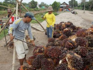 Harga Sawit Aceh Naik Tapi Petani Masih Mengeluh, ini Alasannya