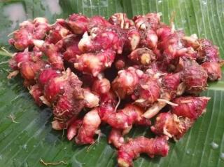 Tembus Rp 10 Ribu per Kilogram, Tanam Jahe Diminati Petani Sawit