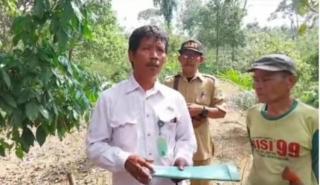 Sudah 2 Minggu Harimau Pincang Berkeliaran di Kebun Sawit Warga