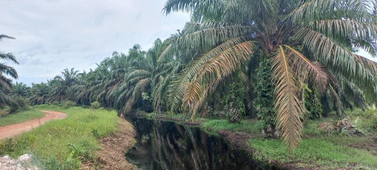 Tahun ini Pemprov Jambi Targetkan PSR 16.000 Hektar Kebun Sawit