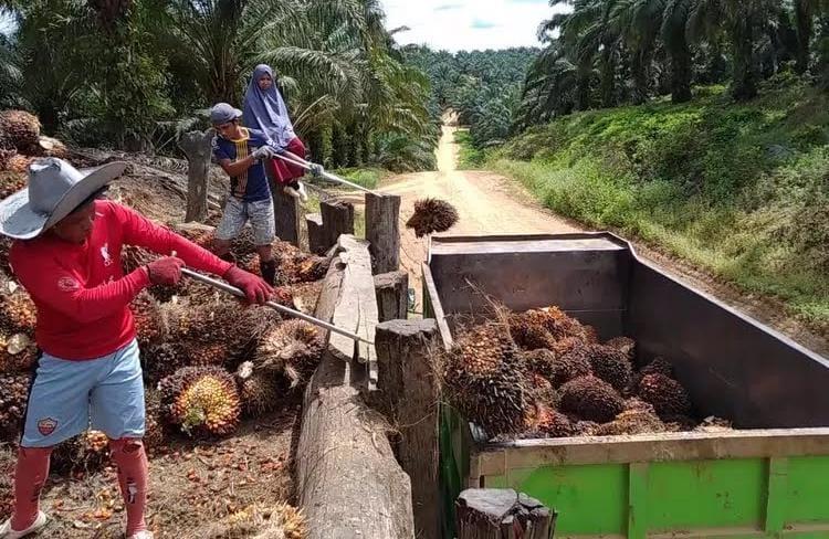 PKS Kurangi Timbangan TBS, Petani Sawit Anggap Alasan Tak Masuk Akal