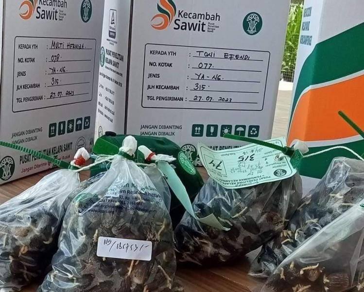 Ini Ciri Bibit Sawit Unggul Menurut Karantina Pertanian Bengkulu