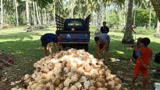 Kelapa Tak Lagi Menguntungkan, Petani Maje Beralih ke Sawit