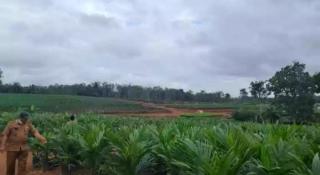 Komentar Gubernur Bengkulu Soal Bibit Sawit Abal-abal