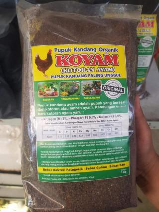 Petani Sawit Disarankan Pakai Pupuk Kandang Kotoran Ayam, Mengapa?