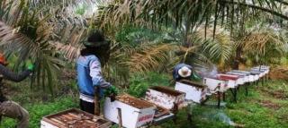 Ternyata Budidaya Lebah Madu di Kebun Sawit Bantu Penyerbukan Kelapa Sawit