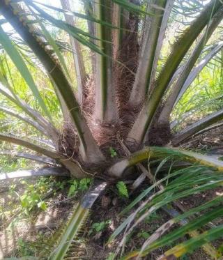 Produktivitas Sawit Menurun, Petani Diminta Lakukan ini