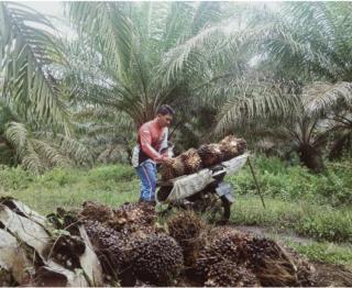 Ini Dampak Jual Kebun ke Perusahaan Sawit