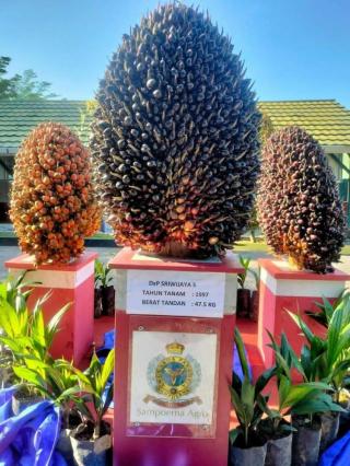 Kini Petani Sawit Mulai Lirik Bibit Sawit DXP Sriwijaya 5