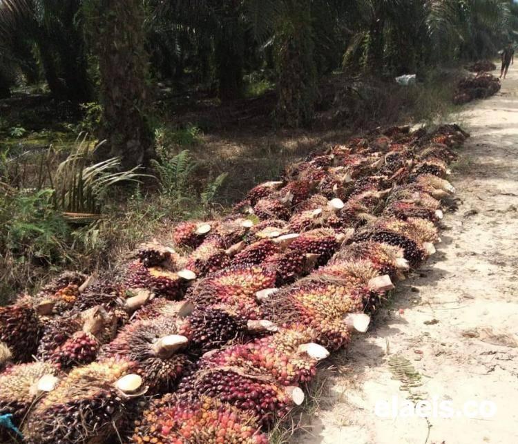 Harga Sawit Plasma di Riau Turun 2,44%