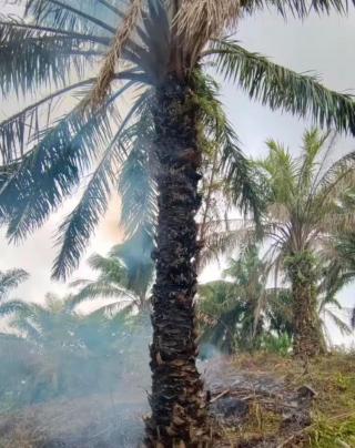 Ini yang Terjadi Kalau Sawit Terbakar