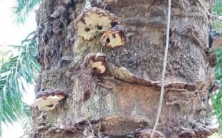 Petani Sawit Harus Tahu, Jamur ini Bisa Serang Tanaman Sawit