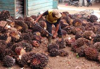 Harga TBS Sawit Bengkulu Utara Stuck Diatas Rp 2.000-an/ Kg