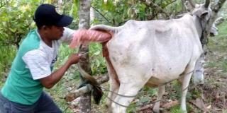 Kadin Peternakan Ajak Petani Sawit Inseminasi Buatan Tambah Populasi Ternak